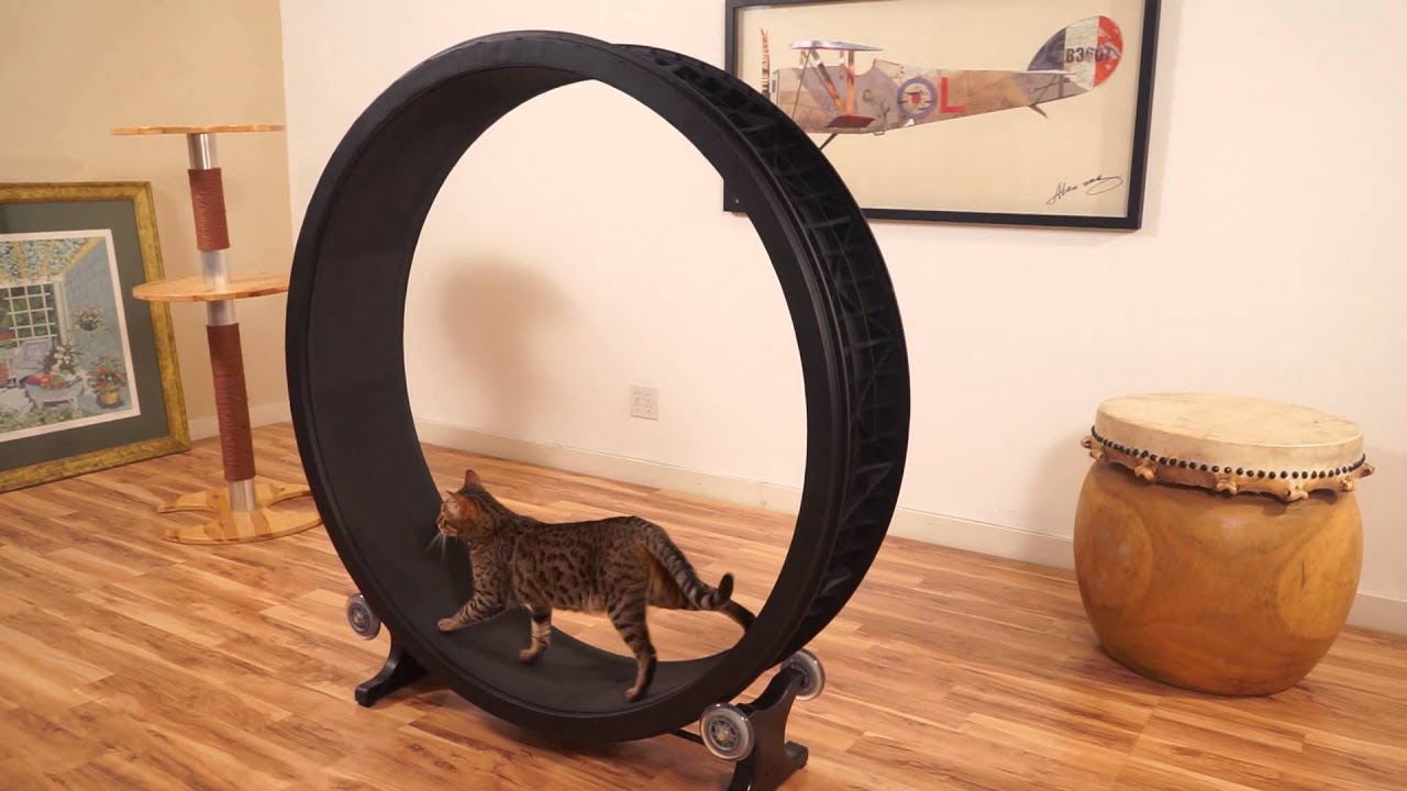 Cat Exercise Wheel Kickstarter Video YouTube