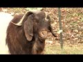 boergoat farming