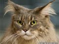 Very Funny Cats 45