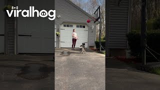 Dog Makes A Basket || Viralhog