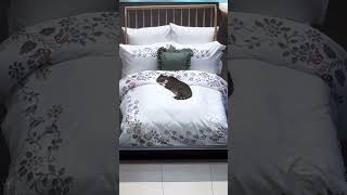 Sleeping Cat On The Bed