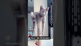 Kedi Sönmez Reiz
