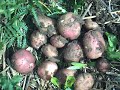Permaculture. Potatoes in Bracken. pt3 Blight