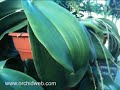 gigantea