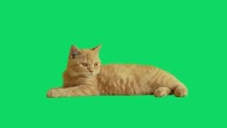 GREEN SCREEN CAT ANIMATED  HD  | FREE TO USE GRAPHICS ANIMATIONS