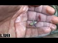 Dumbo Ear Red Tail Guppies from Thailand off EBay Transshipped