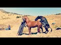 Donkey & Horse Passiontide Mating