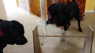 Macy More Bottle Game Fun