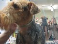 Airedale ears being Glued