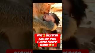 Wowbaby Monkeys Scream