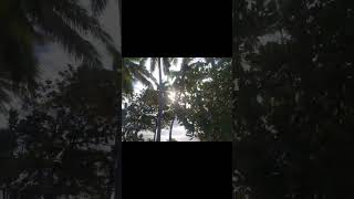 Maldives Morning coconut tree's and ocean view photo shoot