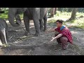 Baby Elephant Loves Cuddling with Arthur (Original)