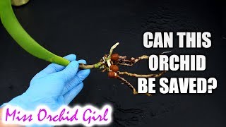 Saving Cattleya Orchid with only one maturing growth & no backbulbs!