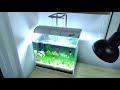 (Setting Up) NO filter, NO CO2, NO Ferts 5 Gallon Nano Tank