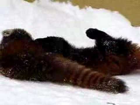 冬の旭山動物園 - レッサーパンダ１