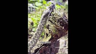 Miracle Of Nature Watch A Snake Give Birth To Live Young