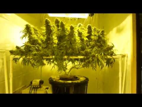 hydroponics grow setup clean homemade hydroponics