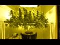 How to Grow DWC Cannabis pt 16 SSSDH Harvest