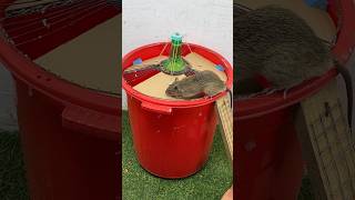 Great Idea To Make A Mouse Trap Using A Plastic Bucket #Mousetrap #Rattrap #Rat #Shorts