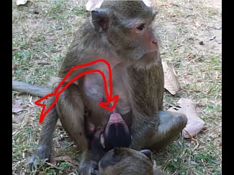 Chimp cock sucking