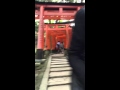 At Fushimi Inari a time lapse of the Torii