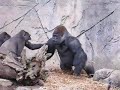 Ape