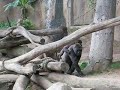 Ape