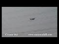 RC Helicopter Select:Cessna 182 4CH Radio Remote Control Electric RC Airplane