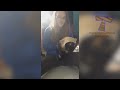 Cats are super funny creatures that make us laugh - Funny cat & kitten compilation