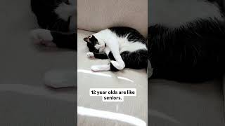 A Cats Life In 60 Seconds. Audio Petsparadee
