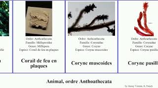 Animal, Ordre Anthoathecata Plaques Feu Pusilla Dispar Roseus Corail Coryne Ramifié Bobby Richards
