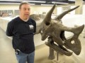 Rebuilding the skeleton of a triceratops