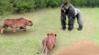 Приматы в Деле! Обезьяны против Льва, Крокодила и Гепарда. Эти Хищники Явно Ошиблись с Жертвой