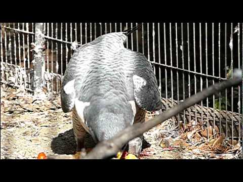 ハヤブサの食事。Peregrine Falcon is eating．