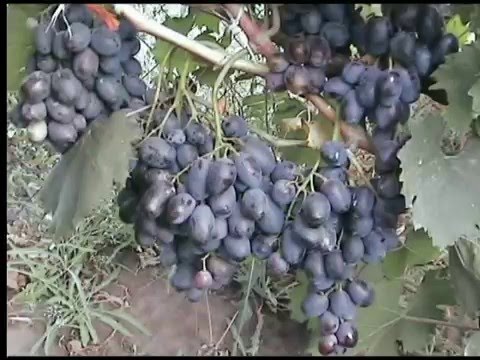 Виноград сорт сенатор бурдака Виноград сорт сенатор бурдака