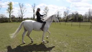 Mia Lykke Nielsen visit Lomond Stallions in England and trains horses.