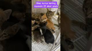 Satu Induk Nyusuin 15 Anak