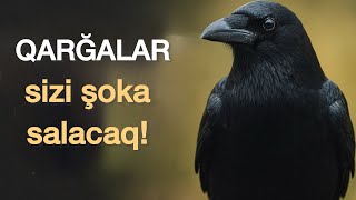 Qarğaların Ağlı İnsanı Şoka Salır
