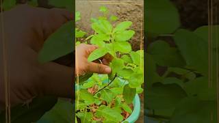 Thulasi Rasam