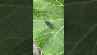 What Is The Name Of Insect S Ct