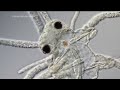 Award-Winning Footage Of The Microsopic World Around Us