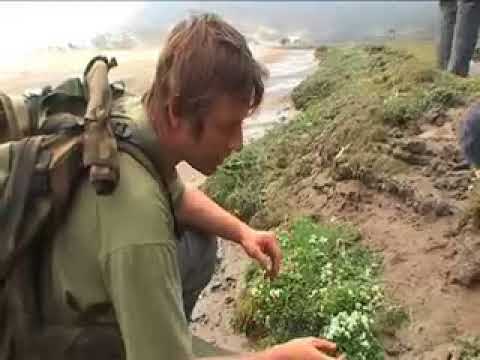 AZ of Bushcraft- Edible wild plants