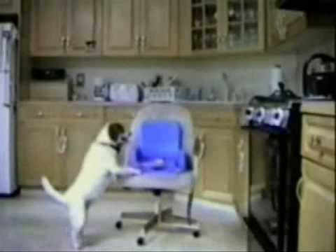 Funny Cats And Dogs Video. Funny Cats amp; Dogs compilation