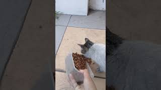 Cara Menjinakan Kucing Liar Part 2 Kucing