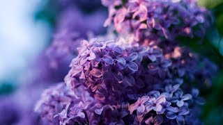 Peaceful Relaxing Instrumental Music., Meditation Calm Music "Spring's Beauty" By Tim Janis