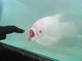 What The Fish ! (Most Angry Fish I have ever seen)