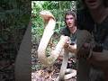 Worlds biggest KING COBRA ⁉️ #kingcobra #shorts #snake #Borneo