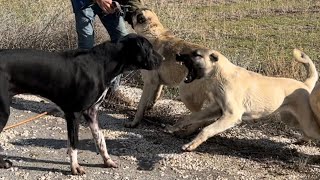 Kangal Ve Bully Kutta Karşılaştırma