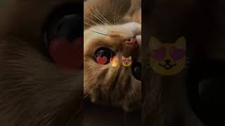 Милашки