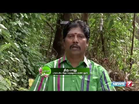How to grow 'Kaattu Karunai' which is a remedy for piles | Poovali | News7 Tamil Show | Mooligai sedi valarppu murai | Veettu thottam Tips in tamil 